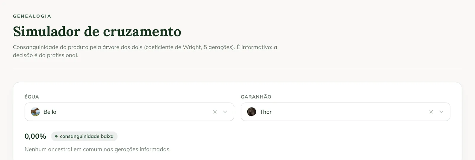 Simulador de cruzamento na web, com a égua Bella, o garanhão Thor e o resultado 0,00% com consanguinidade baixa